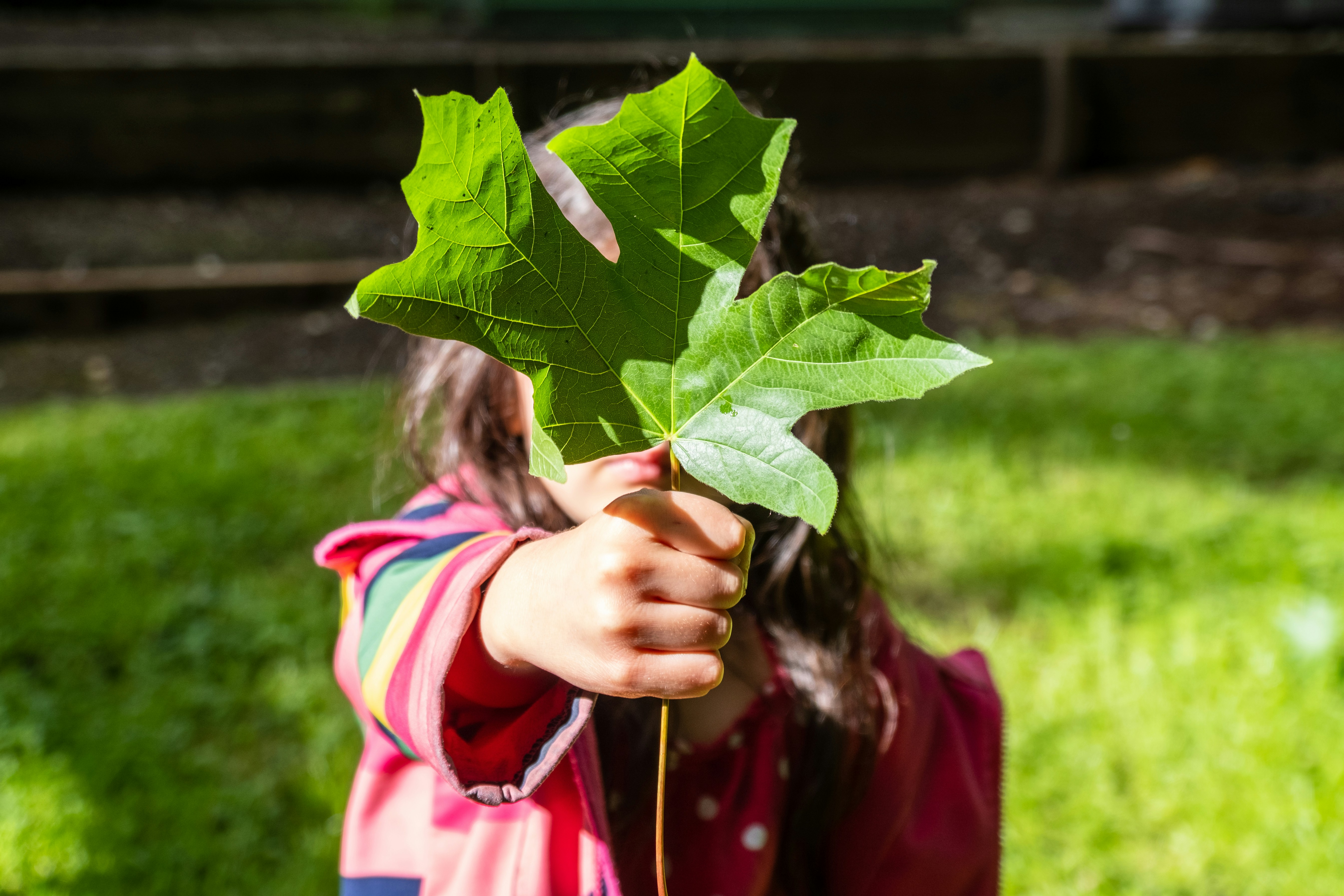 Une enfant tient une feuille de platane devant sa tête.